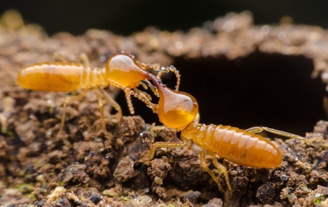 termites