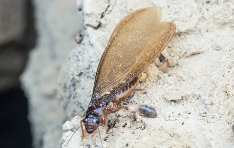 termite