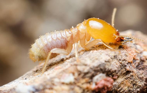 termites
