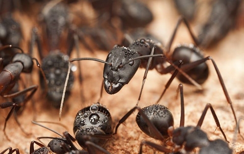 ants
