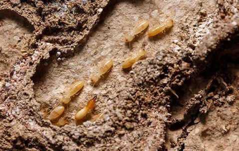 termites