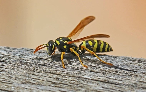wasps