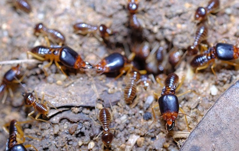 termites