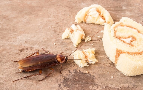 cockroach